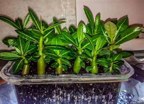 How To Grow Adenium From Seeds - UnusualSeeds