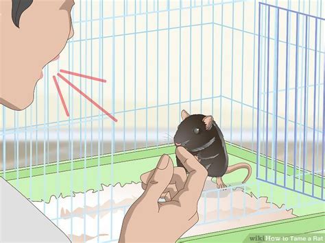 How To Tame A Rat With Pictures Wikihow Pet Rats Rats Types Of Rats