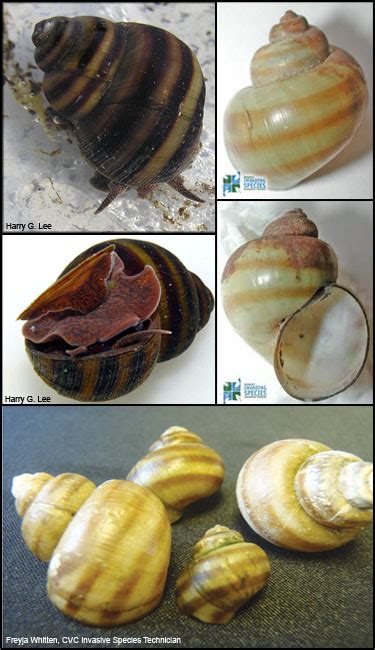 Banded Mystery Snail Viviparus Georgianus Viviparidae River Snail