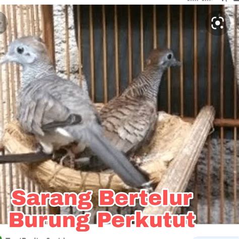 Jual Tenpat Sarang Bertelur Burung Perkutut Dari Jerami Padi Shopee