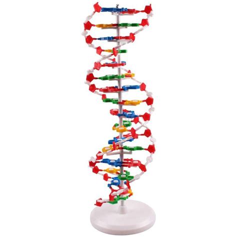 3d Dna Model Labeled