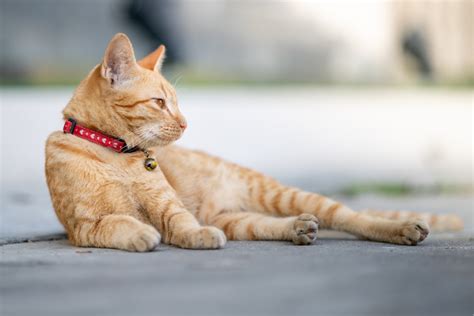 ¿por Qué Los Gatos Se Escapan De Casa