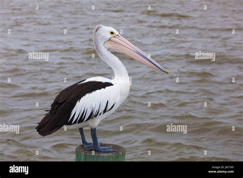 Goolwa Australia Hi Res Stock Photography And Images Alamy