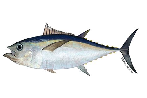 Atlantic Bigeye Tuna Noaa Fisheries