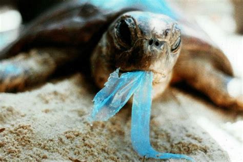 24zampe Le Tartarughe Marine Mangiano Plastica Attratte Dal Suo Odore