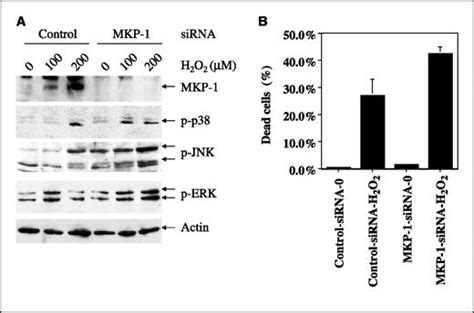 The Role Of Mitogen Activated Protein Kinase Phosphatase 1 In Oxidative