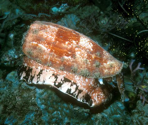 Video Shows Person Unknowingly Holding One Of The World's Deadliest ...