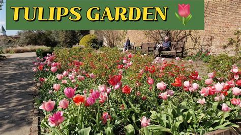 Tulips Flowers At Golders Hills Park Youtube