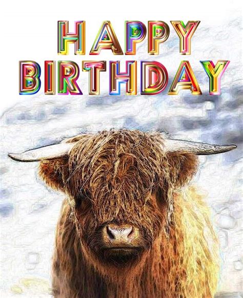 Happy Birthday Highland Cow Cards A Choose Your Design Etsy