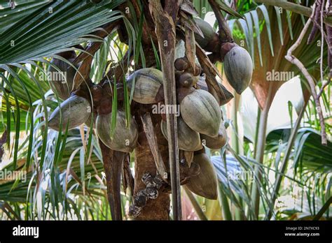 Huge Nuts Of Coco De Mer Palm Tree In Vallee De Mai Praslin Island