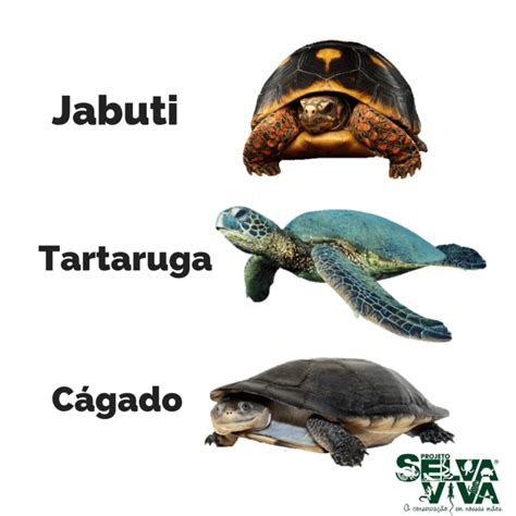 Qual A Diferen A Entre C Gados Jabutis E Tartarugas Turismo De Natureza