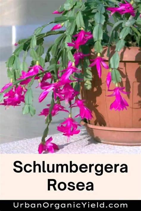 Types Of Schlumbergera Holiday Cactus Plants