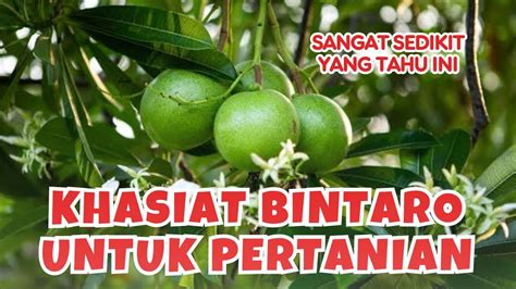 Cara Membuat Herbisida Alami Dari Daun Mimba Bintaro Youtube