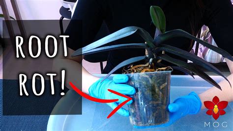 Saving Phalaenopsis Orchid With Root Rot Orchid Care For Beginners