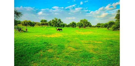 Rainfall Has Turned The Thar Desert Green