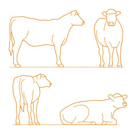 Greater Kudu Tragelaphus Strepsiceros Dimensions Drawings