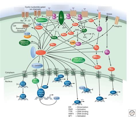 cAMP signaling pathway Diagram | Quizlet