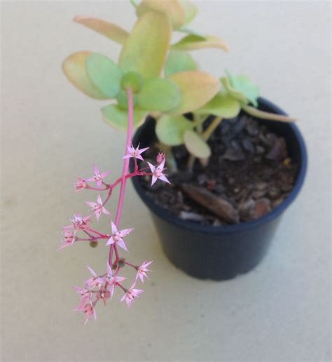 Crassula multicava flowering | Crassula multicava, Succulents, Plants