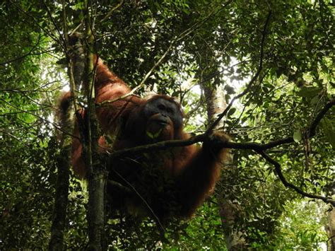 Orangutans Genus Pongo · Inaturalist