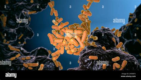 Escherichia Coli Bacteria Inside Intestine Illustration Stock Photo