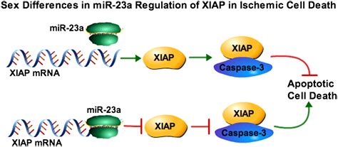 Mir 23a Regulation Of X Linked Inhibitor Of Apoptosis Xiap Contributes To Sex Differences In