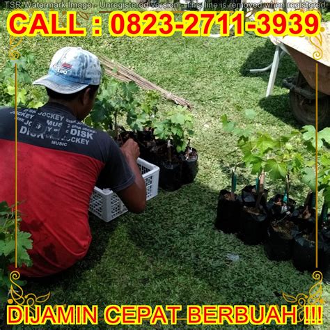 Potongan Gila H Tovix Call Jual Pohon Anggur Import