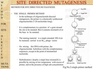 Site directed mutagenesis | PPT