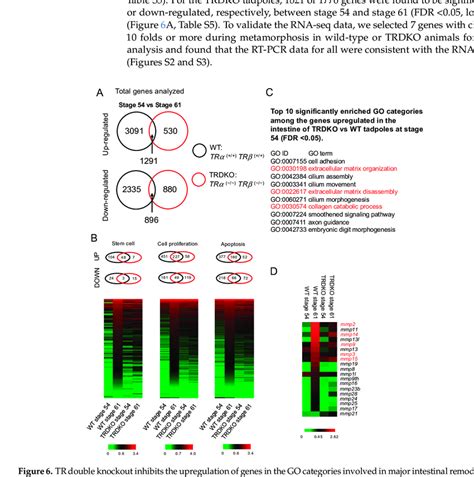 TR Double Knockout Inhibits The Upregulation Of Genes In The GO