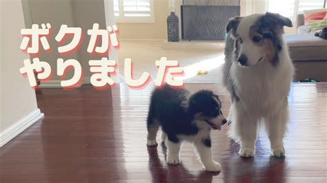 子犬を迎えて3日目【オーストラリアンシェパード】 Youtube