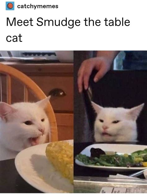 Disgusted Cat Face Meme