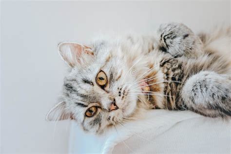 An Adorable Persian Cat Laying Down On The Bed Stock Image Image Of