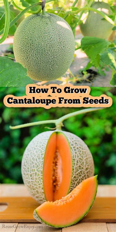 How To Grow Cantaloupe From Seeds Reuse Grow Enjoy Growing