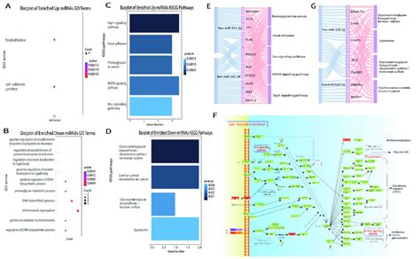 Gene Ontology Go And Kyoto Encyclopedia Of Genes And Genomes Kegg Download Scientific