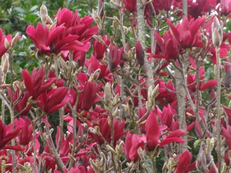 Купить саженцы Магнолия Magnolia Burgundy с доставкой по всей России ...