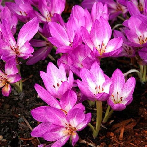 Best Flowers and Plants for Your Garden | Amazing flowers, Plants, Flowers