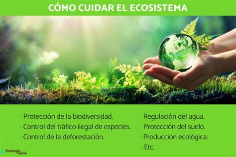 Relaciones Entre Los Organismos De Un Ecosistema Colombia Verde