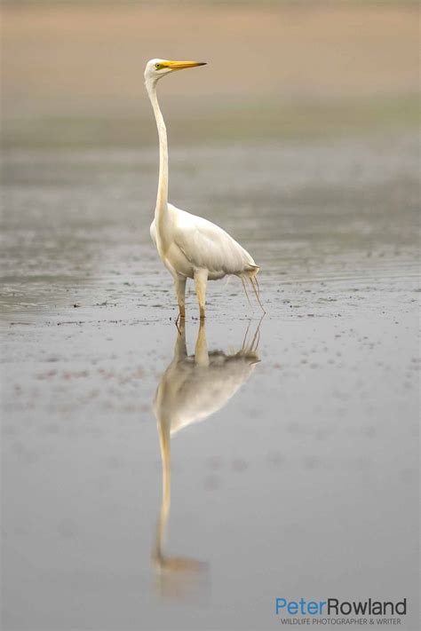 Great Egret Peter Rowland Photographer Writer