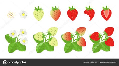 Strawberry Plant Growth Illustration Stock Vector By Nikami 322207320