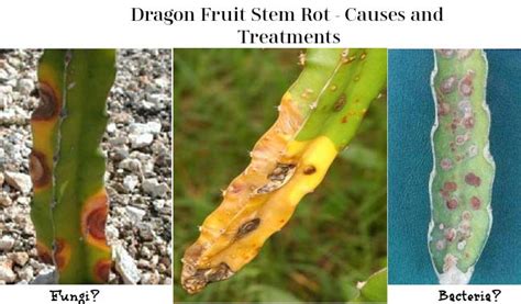 Dragon Fruit Stem Rot 3 Effective Treatments