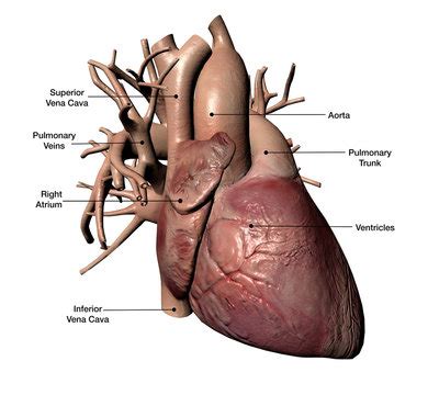 Real Heart Diagram