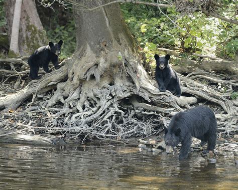 Bear sightings are on the rise in Warren County | News, Sports, Jobs