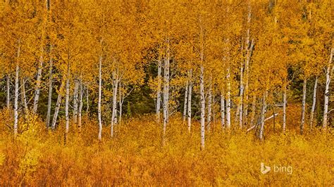 Autumn aspens-October 2015 Bing Wallpaper Preview | 10wallpaper.com