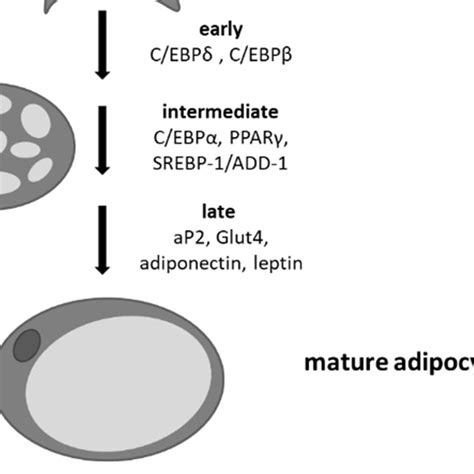 1: Adipogenic differentiation. | Download Scientific Diagram