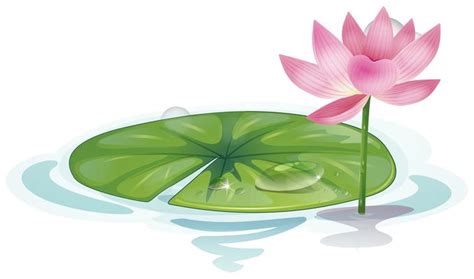 Lotus Blossom Vector Art, Icons, and Graphics for Free Download