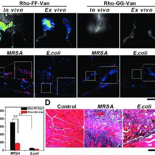 A In Vivo And Ex Vivo Imaging Of Infected Mouse With MRSA Induced