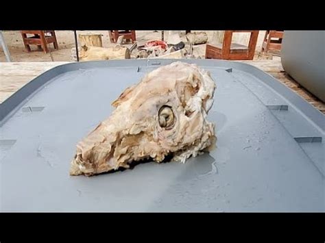 Skull Cleaning YouTube