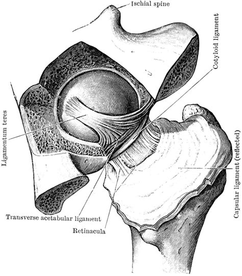 Hip Joints Clip Art Library