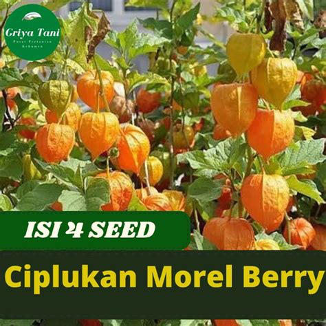 Jual Benih Bibit Buah Ciplukan Jumbo Mirel Berry Benih Buah Unggul