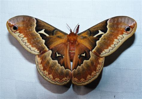 Tulip Tree Silkmoth Moths Of The Richmond Chesterfield Henrico And