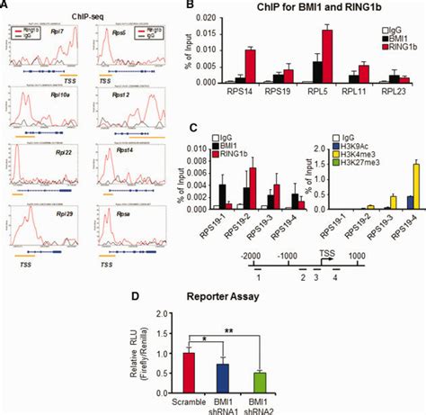 Bmi1 Associates With The Promoter Of Some Ribosomal Protein Genes And